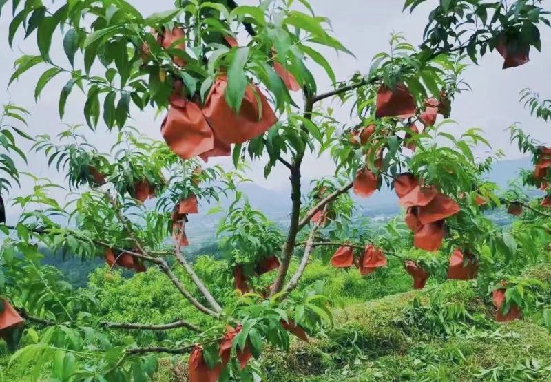 黄桃