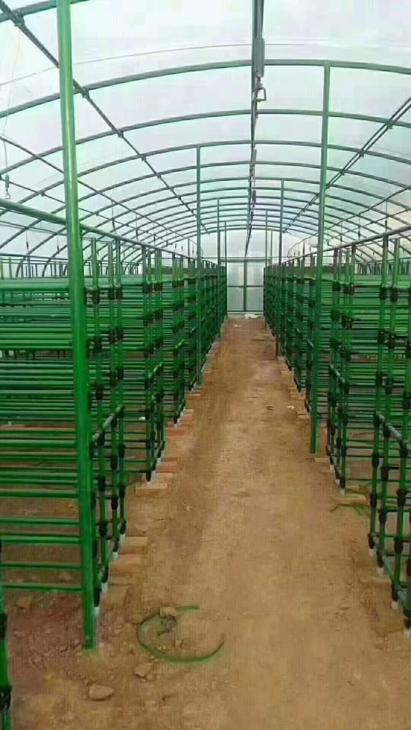 包塑管养殖棚种植棚温室大棚连动棚