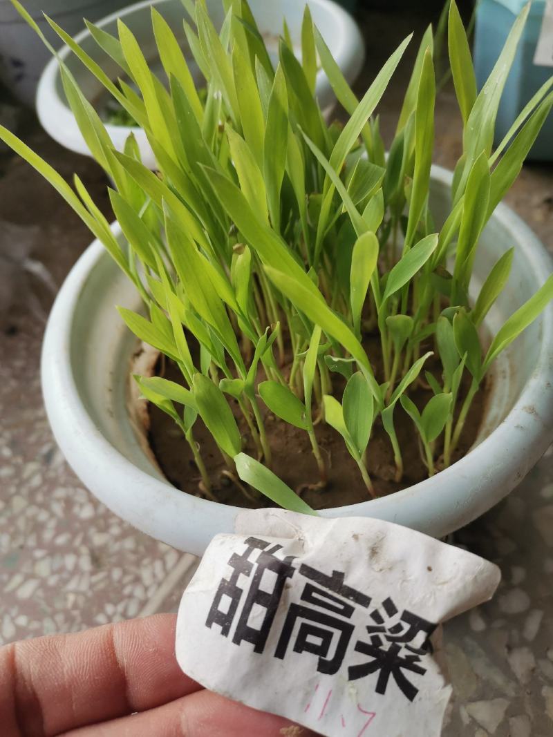甜高粱牧草种子耐旱耐盐碱生长快一年割七茬