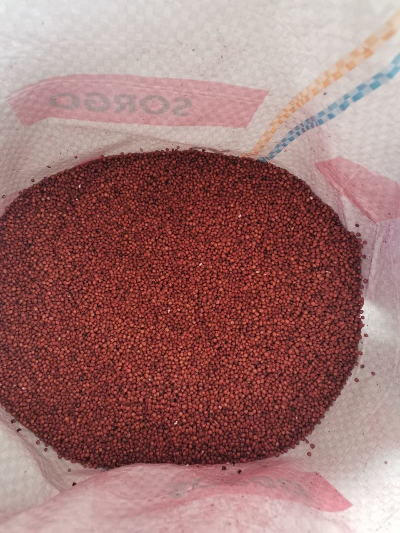 甜高粱牧草种子耐旱耐盐碱生长快一年割七茬