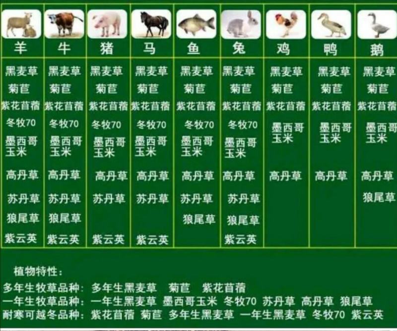 甜高粱牧草种子耐旱耐盐碱生长快一年割七茬