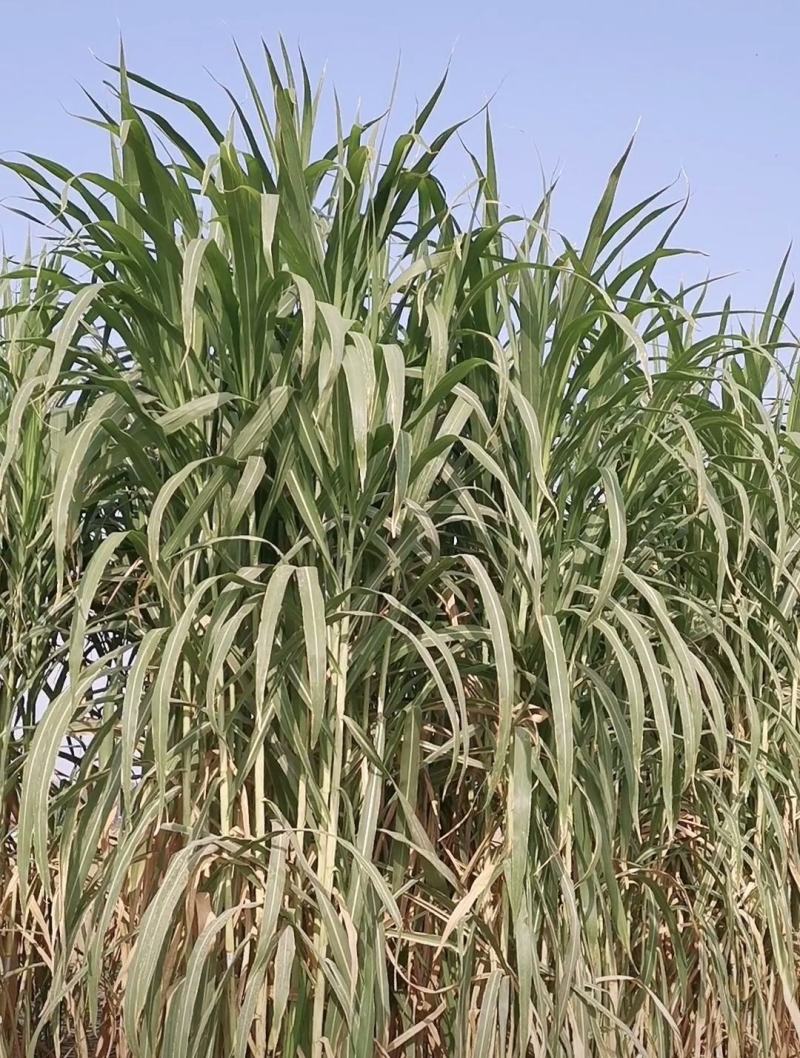 甜高粱牧草种子耐旱耐盐碱生长快一年割七茬