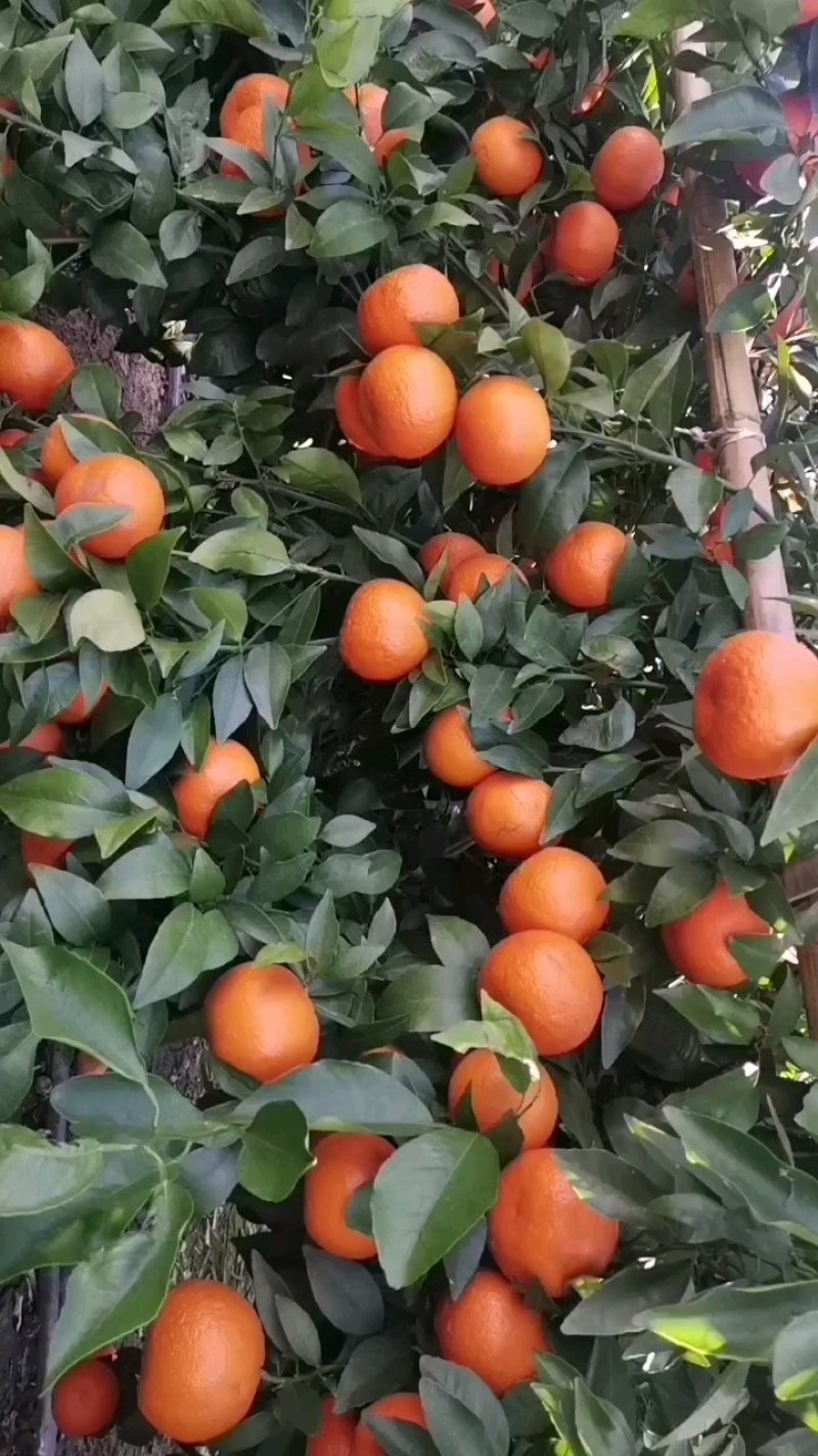 云南沃柑大量上市产地直销货源稳定货量充足沃柑果大汁甜