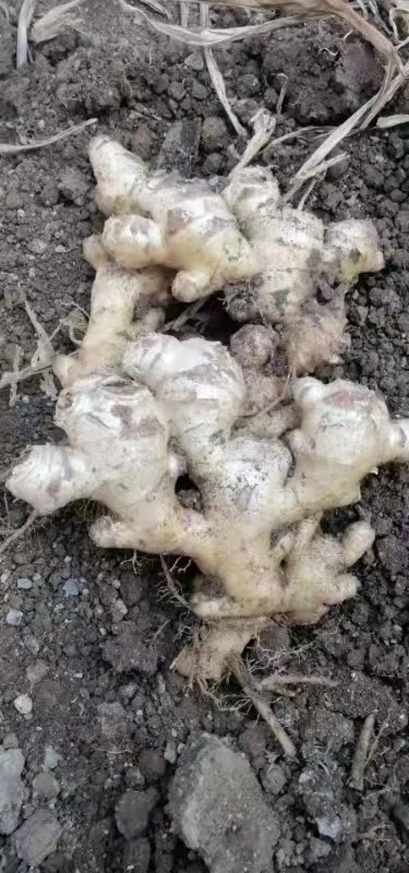 云南罗平小黄姜大量上市产地直销质量上乘全国发货