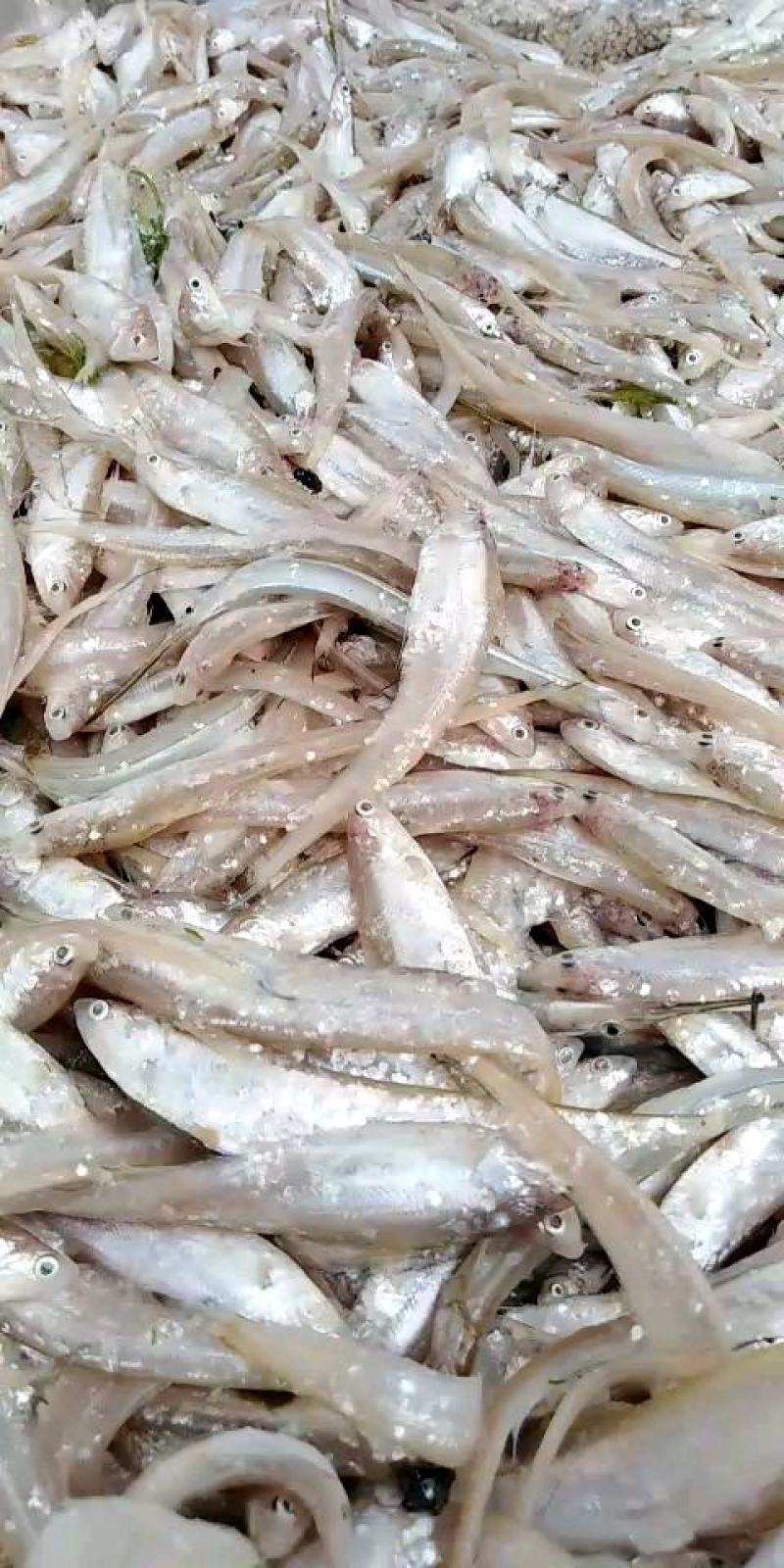 毛刀鱼