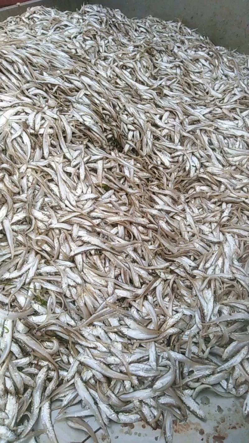 毛刀鱼