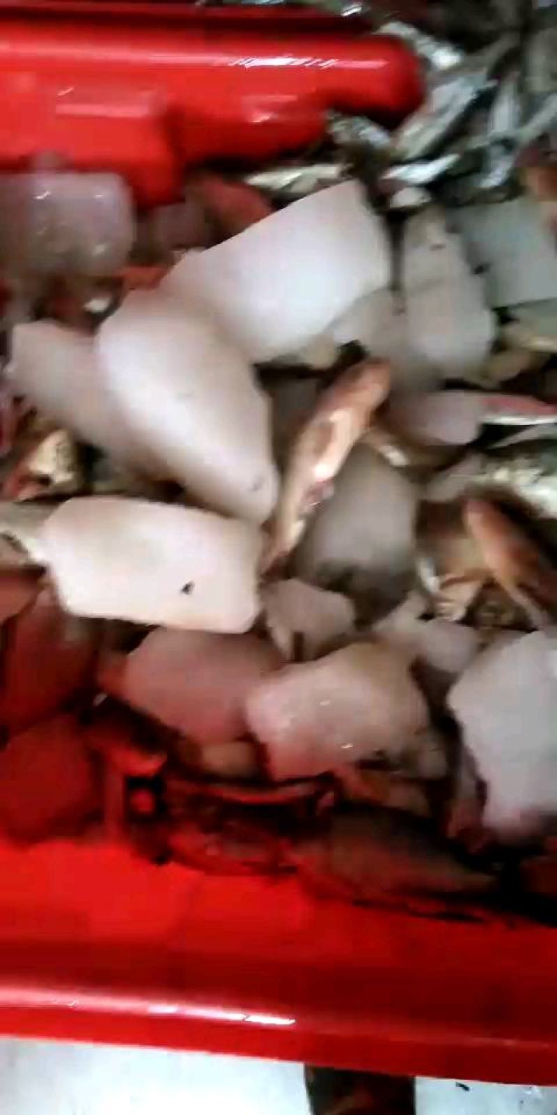 鲫鱼