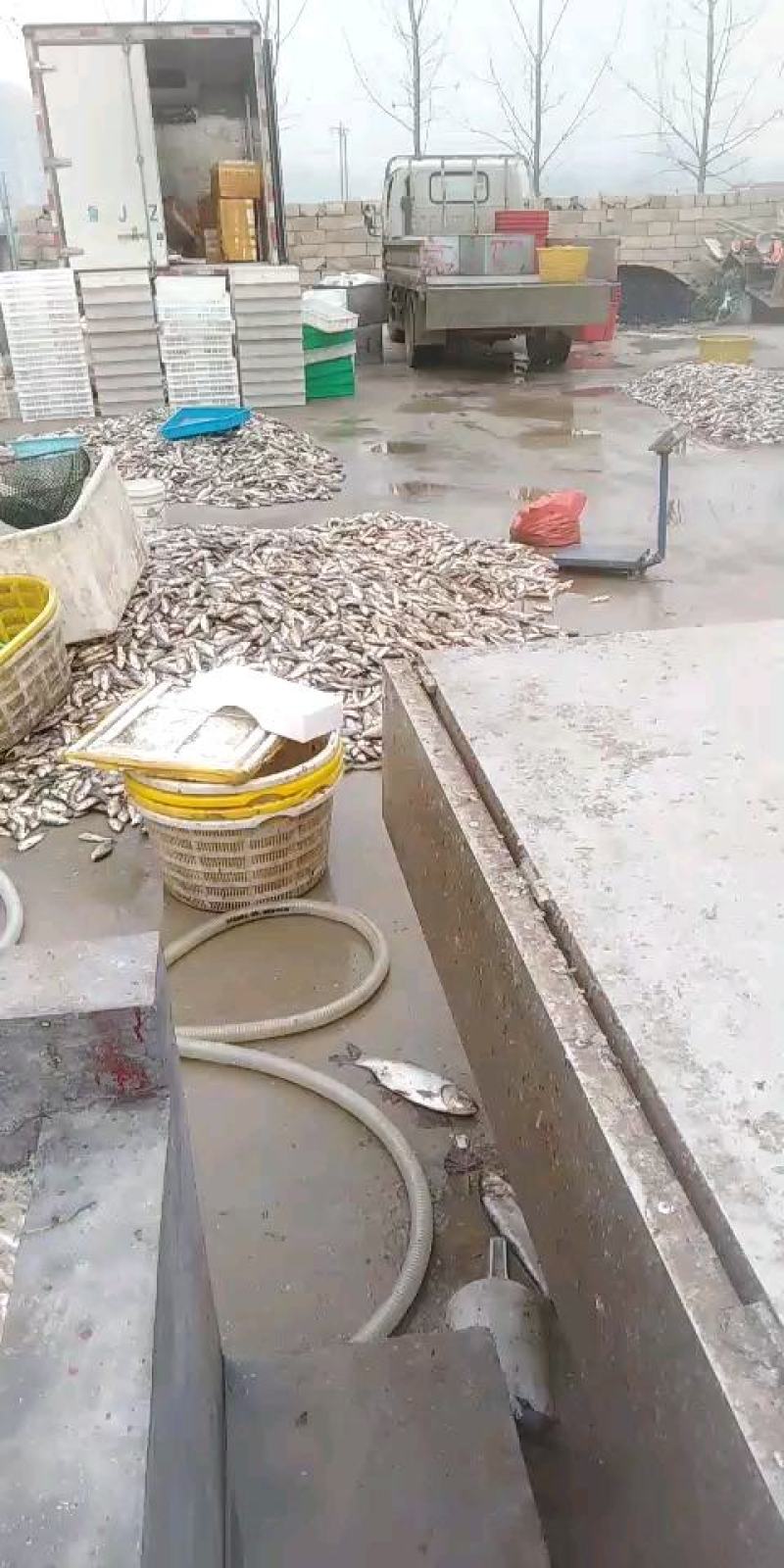 鲫鱼