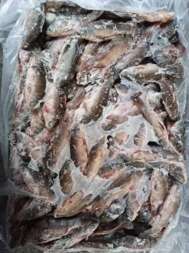 鲫鱼