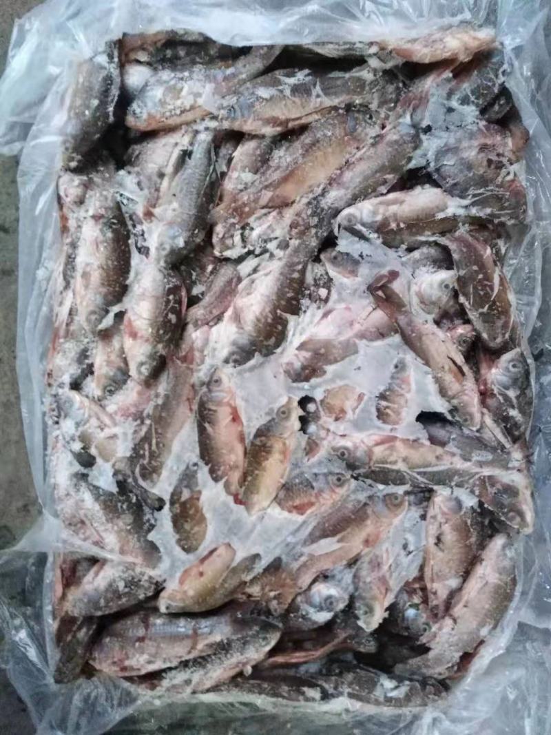 鲫鱼