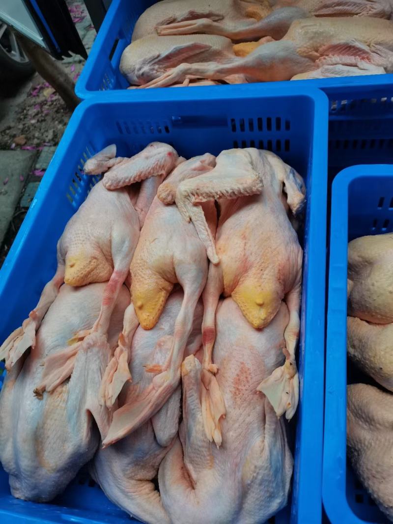 全品类白条鸭