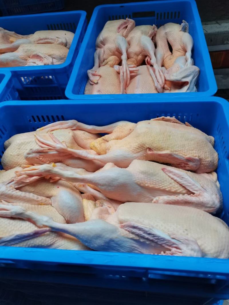 全品类白条鸭