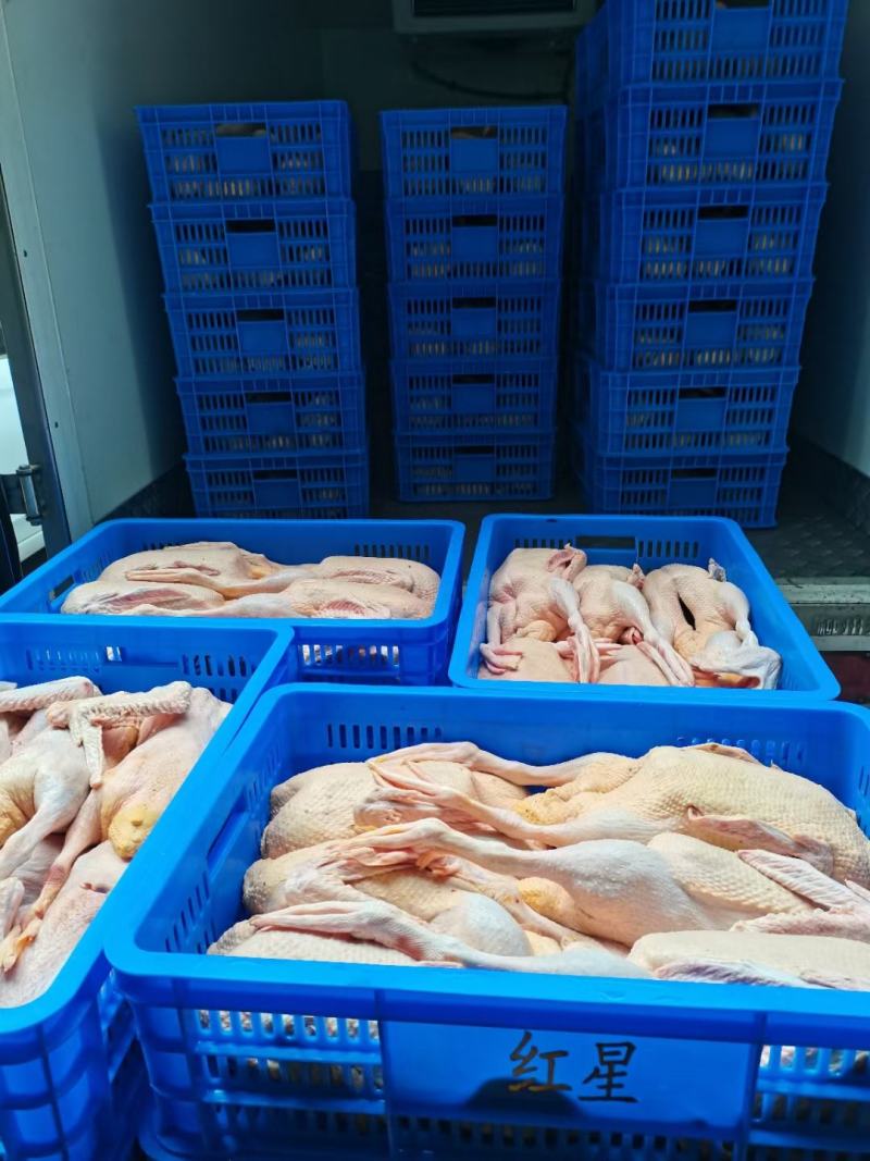 全品类白条鸭