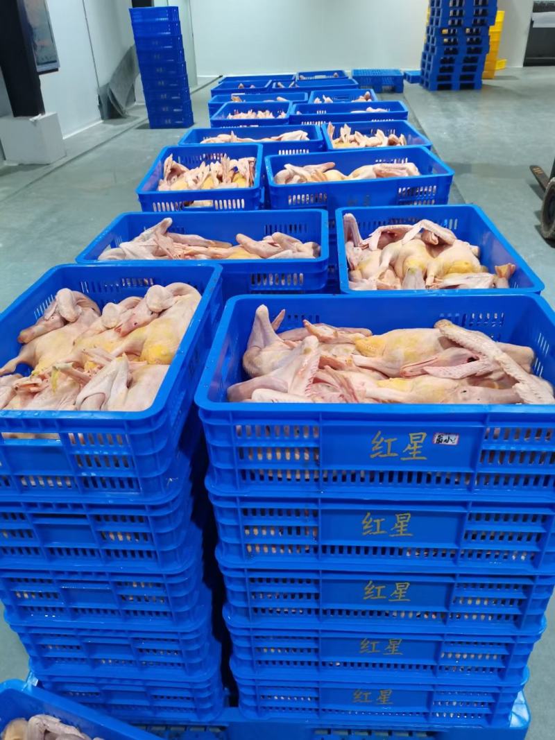 全品类白条鸭