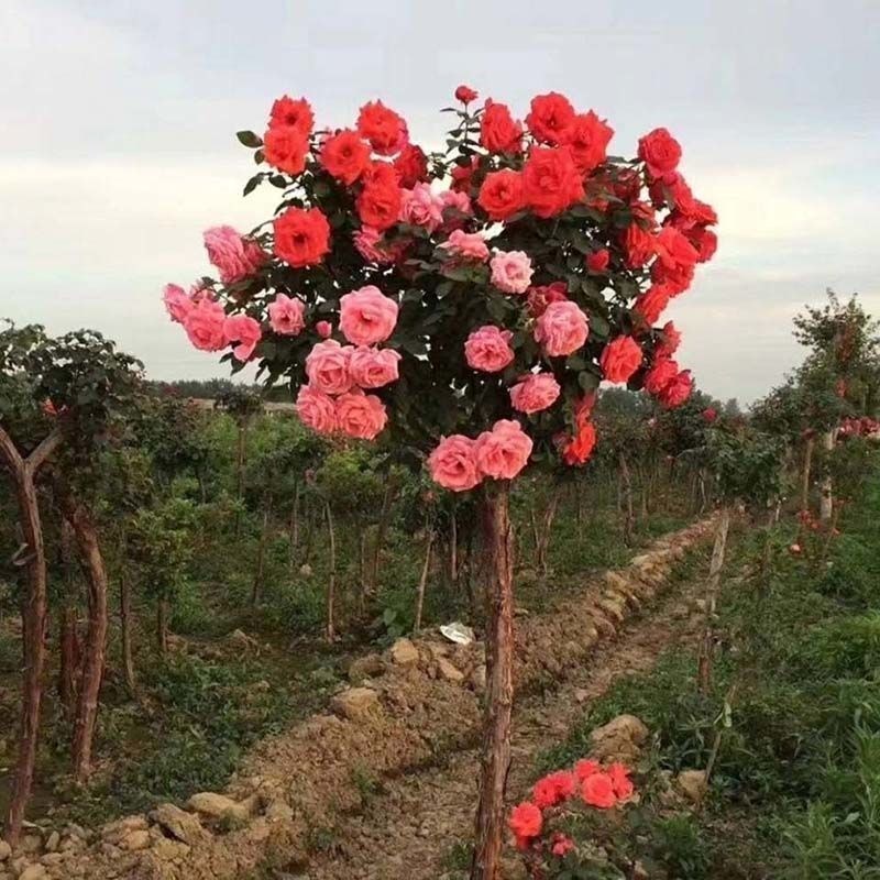 树桩月季，嫁接树桩月季花大花月季四季开花基地直销