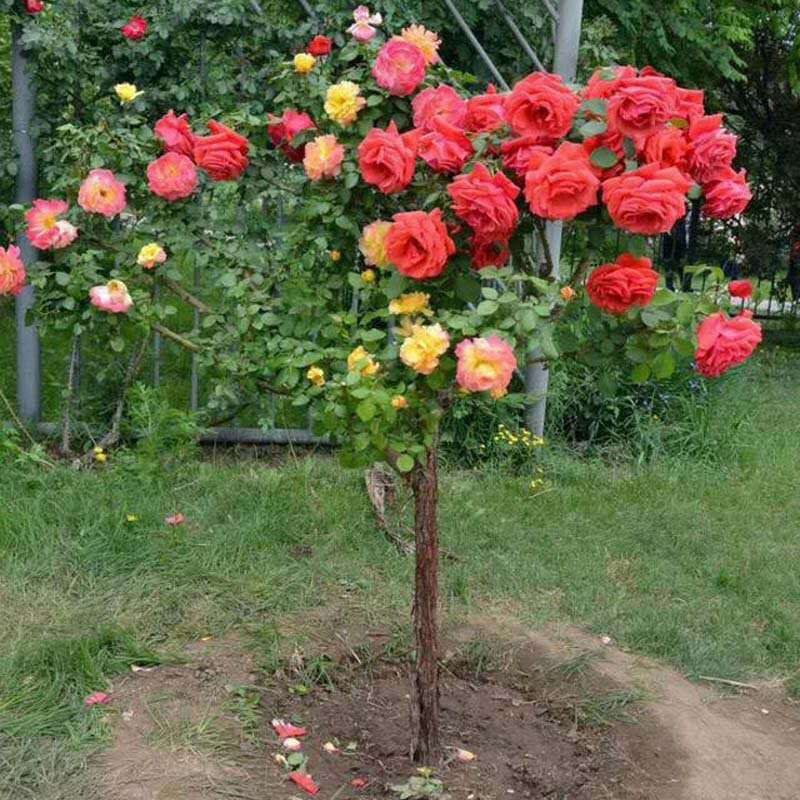 树桩月季，嫁接树桩月季花大花月季四季开花基地直销
