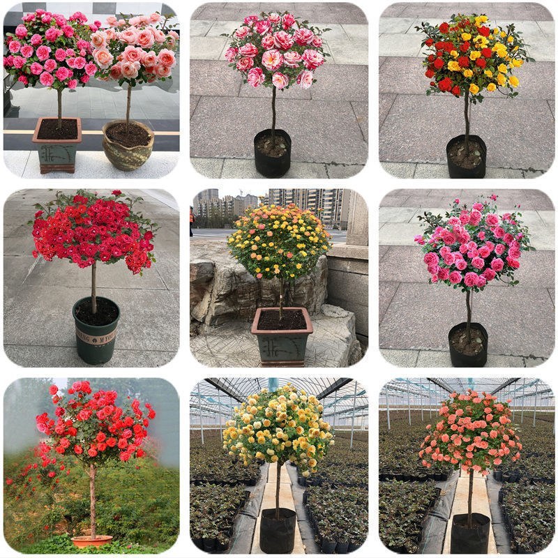 树桩月季，嫁接树桩月季花大花月季四季开花基地直销