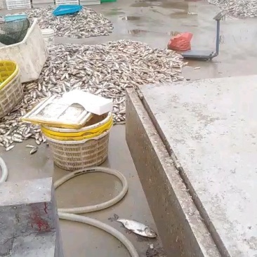 鲫鱼