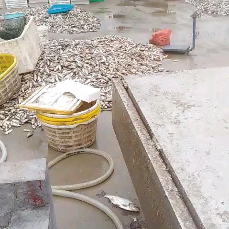 鲫鱼