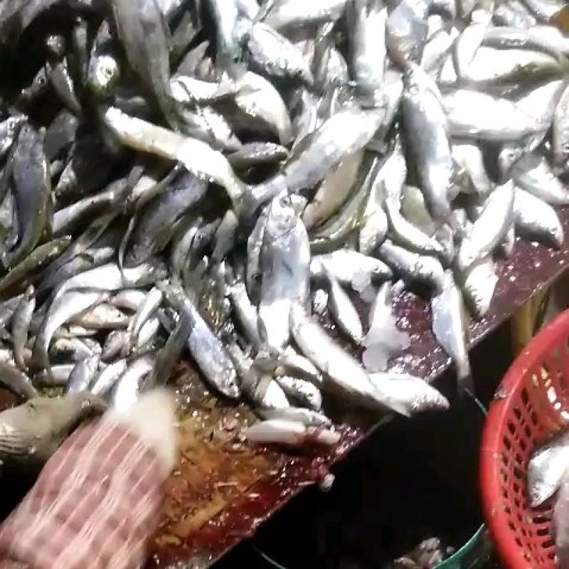 白条鱼