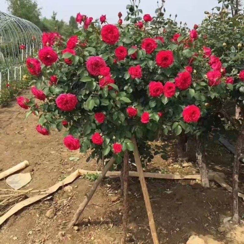 树桩月季，1-10公分粗四季开花基地一手货欢迎选购