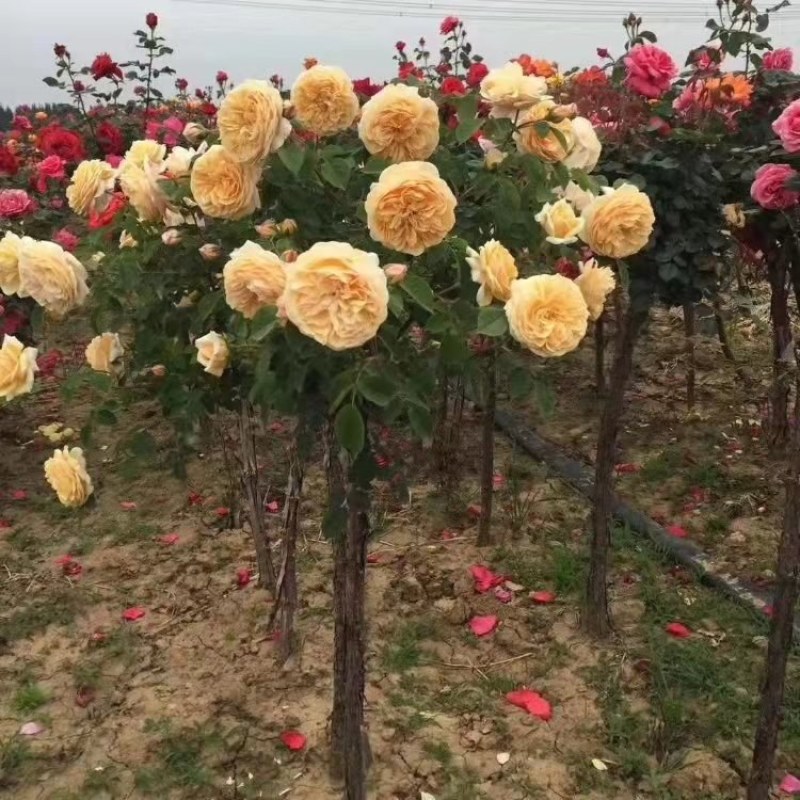 树桩月季，1-10公分粗四季开花基地一手货欢迎选购