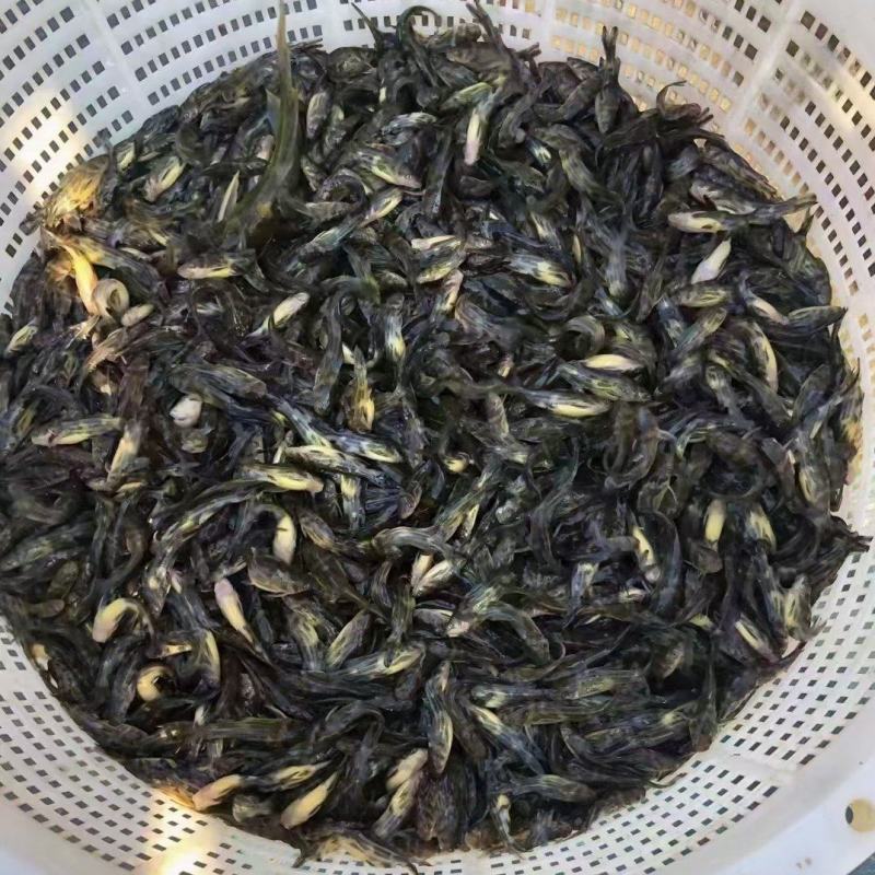 精品黄骨鱼苗