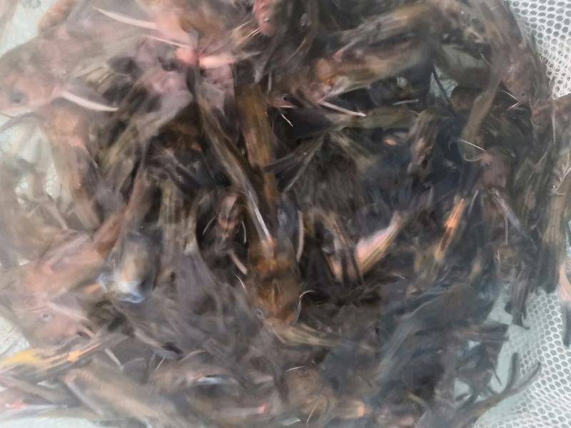 精品黄骨鱼苗