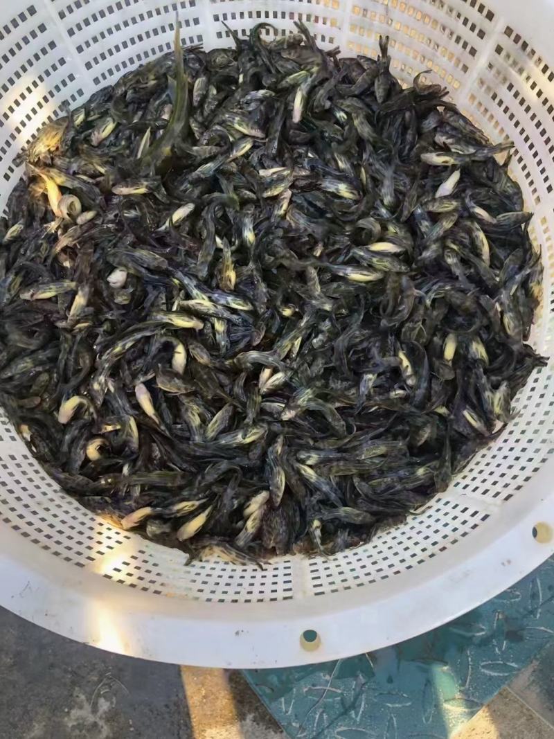 精品黄骨鱼苗
