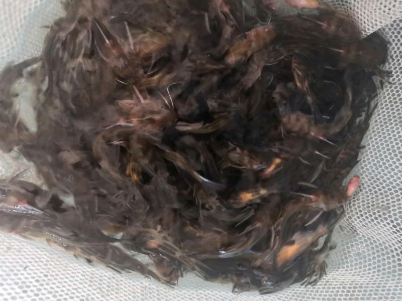 精品黄骨鱼苗