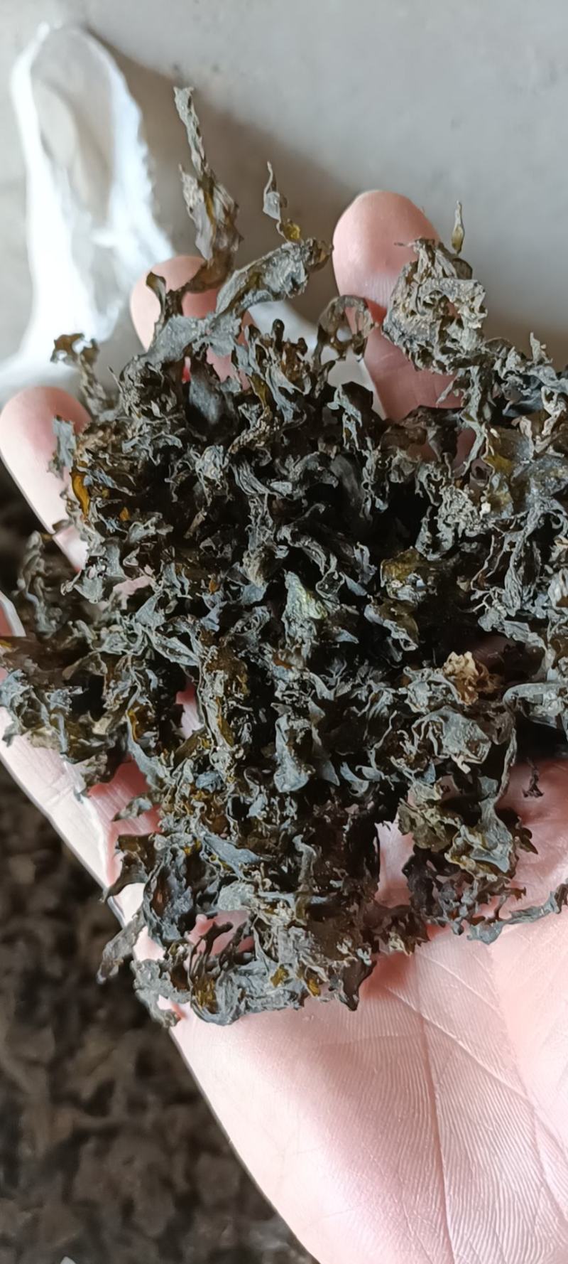 免洗地皮菜，泡发1-2次即可使用