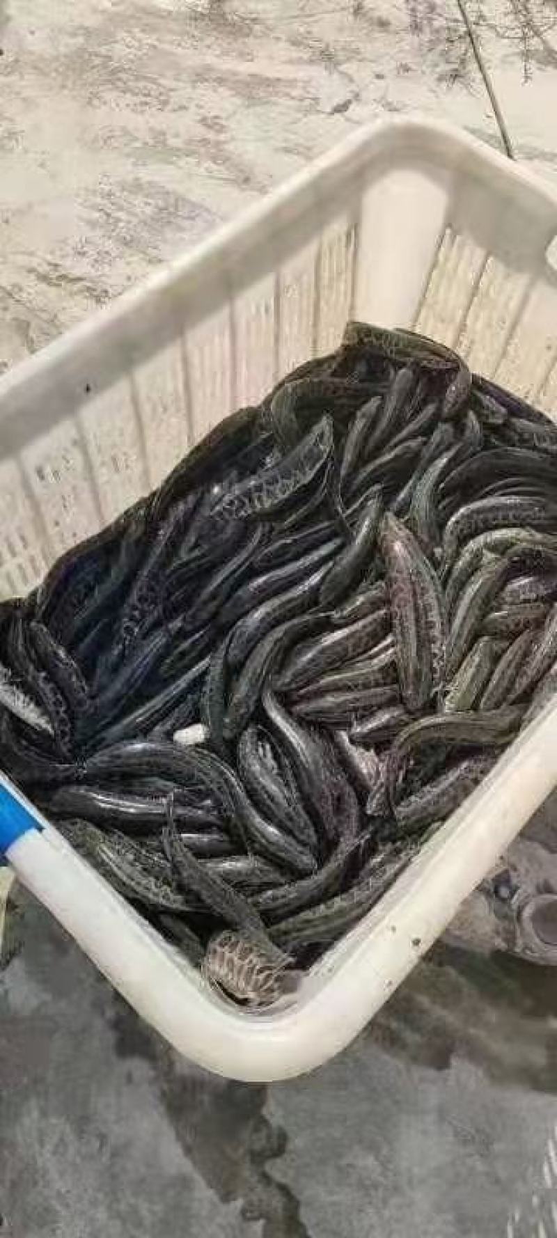 精品黑鱼苗，抗病毒强，需要电话联系