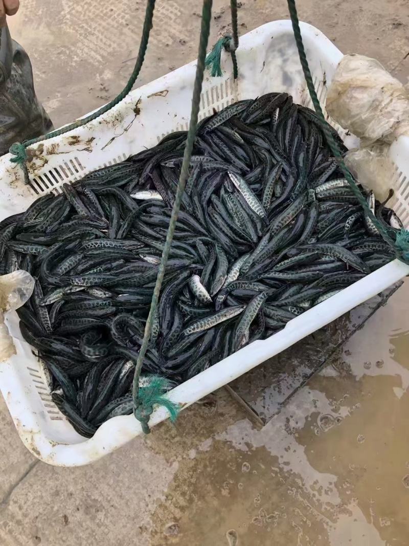 精品黑鱼苗，抗病毒强，需要电话联系