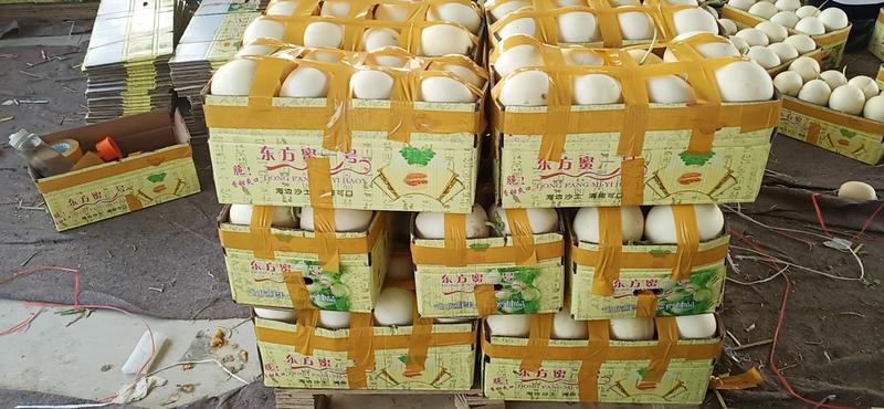 山东单县东方密甜瓜大量供应代发全国各大市场对接平台社区团