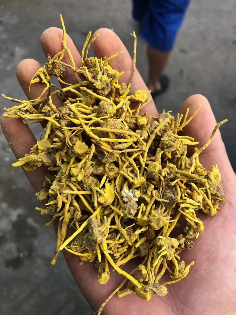 黄龙草根茶黄龙草头茶颜色干度好现货供应价格美丽