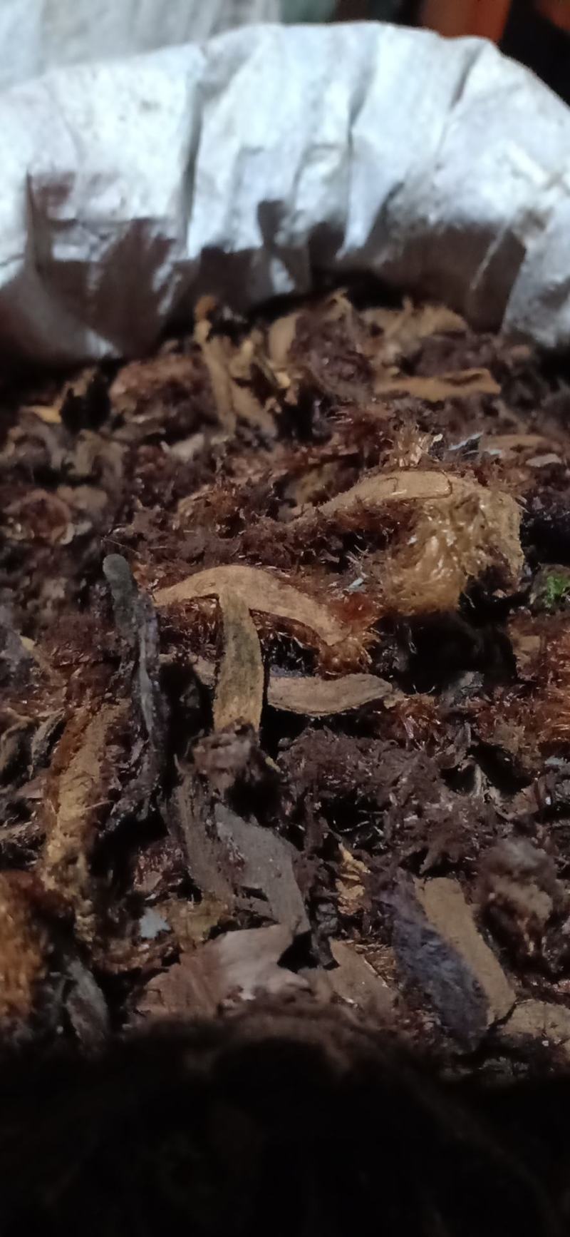 骨碎补