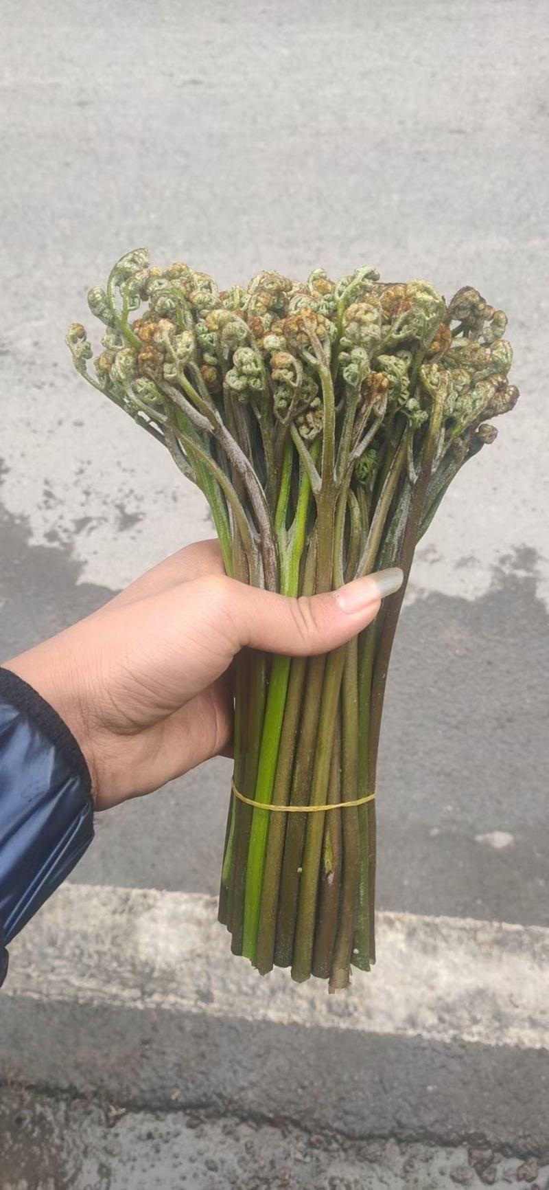 蕨菜可以提供各种包装。