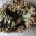 蕨菜可以提供各种包装。
