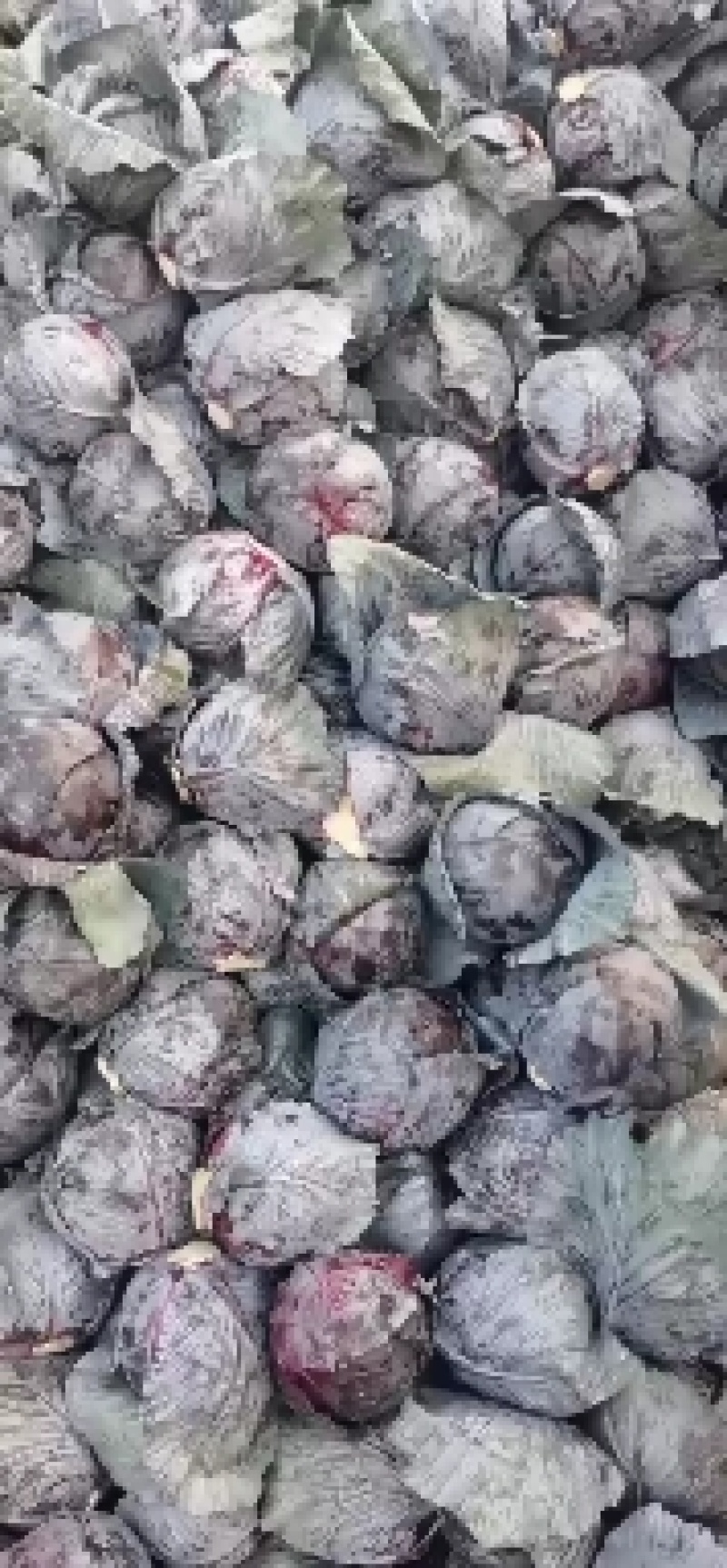 紫甘蓝，卡萨罗，红宝石