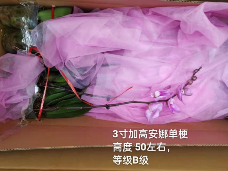 蝴蝶兰安娜B级15元一株，高度80左右实物实拍图数量不多