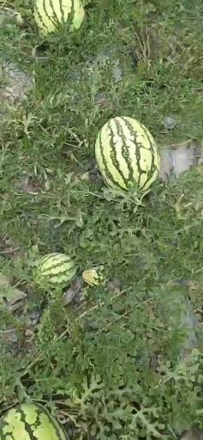 新疆西瓜金城五号皮薄个大基地直供全国代发