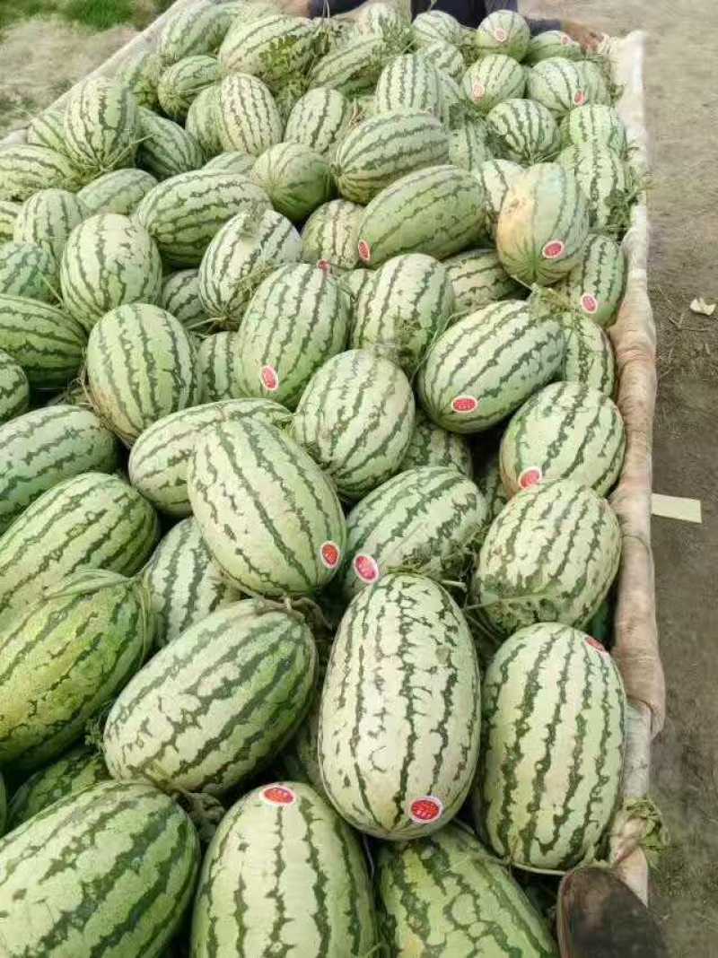 新疆西瓜金城五号皮薄个大基地直供全国代发