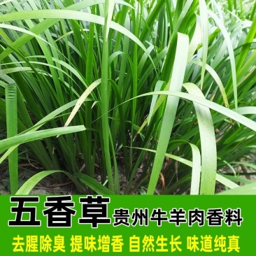贵州特产锦屏五香山奈