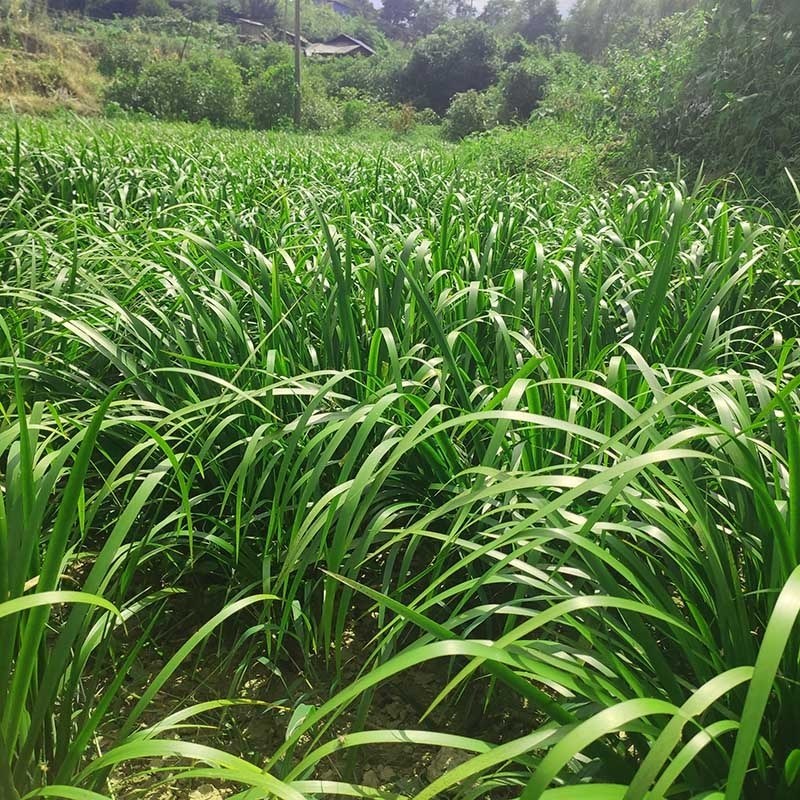 贵州特产锦屏五香山奈