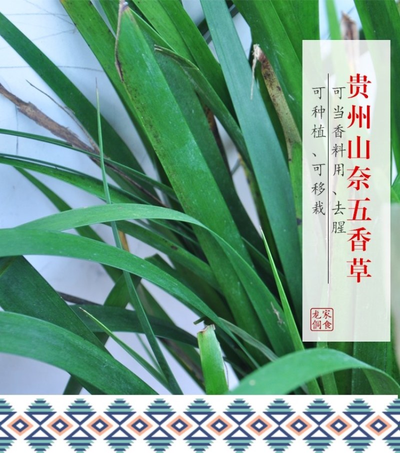 贵州特产锦屏五香山奈