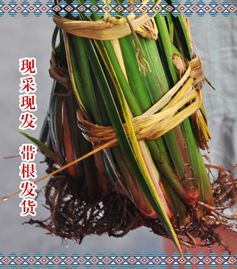 贵州特产锦屏五香山奈