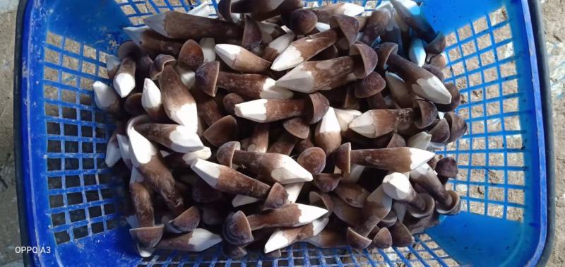 鲜蘑菇，蘑菇，鸡枞菌，黑皮鸡枞