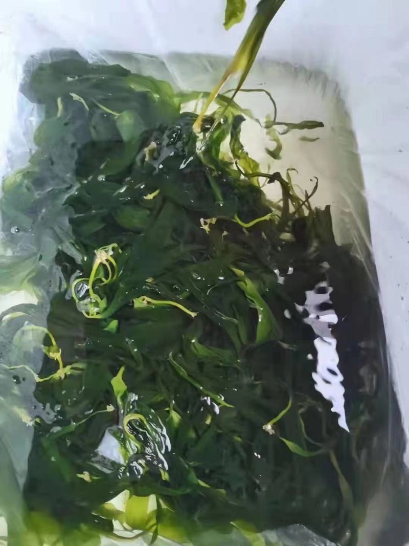海带苗
