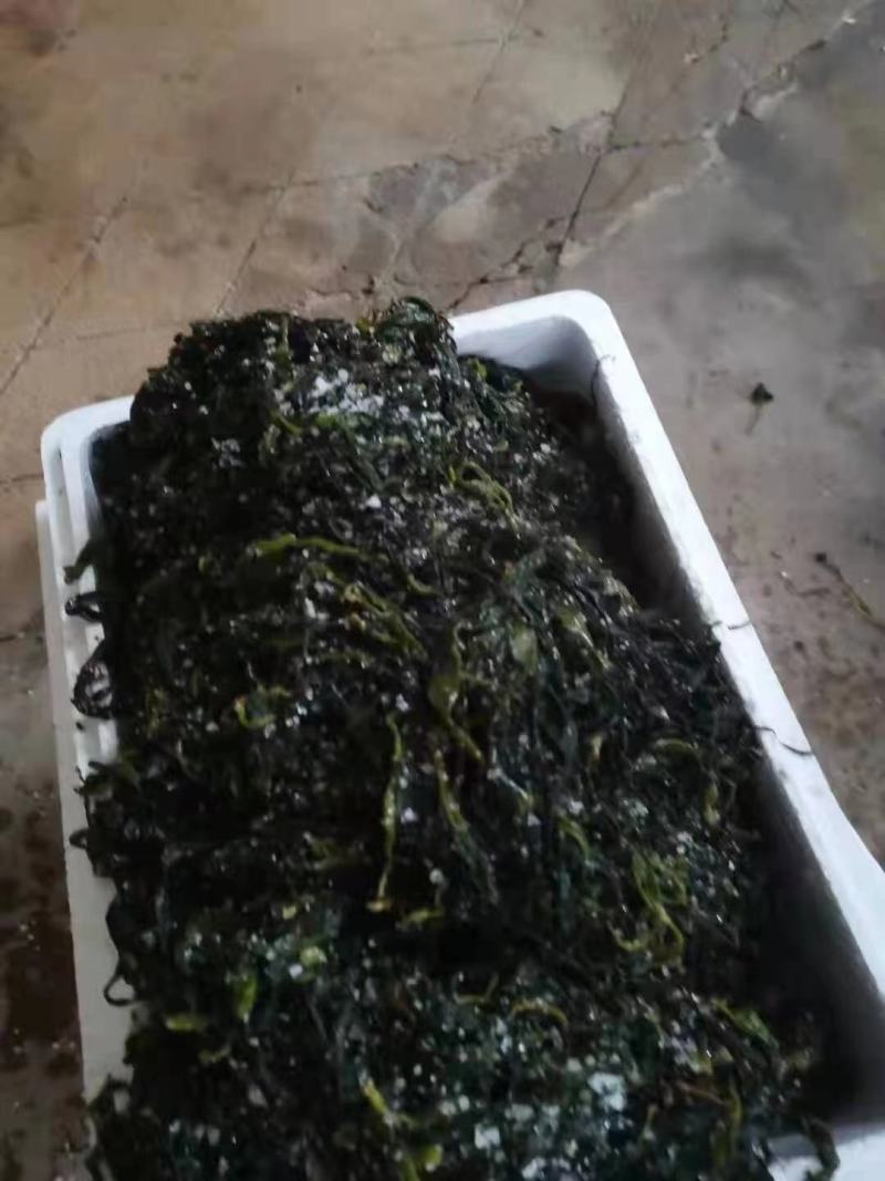 海带苗