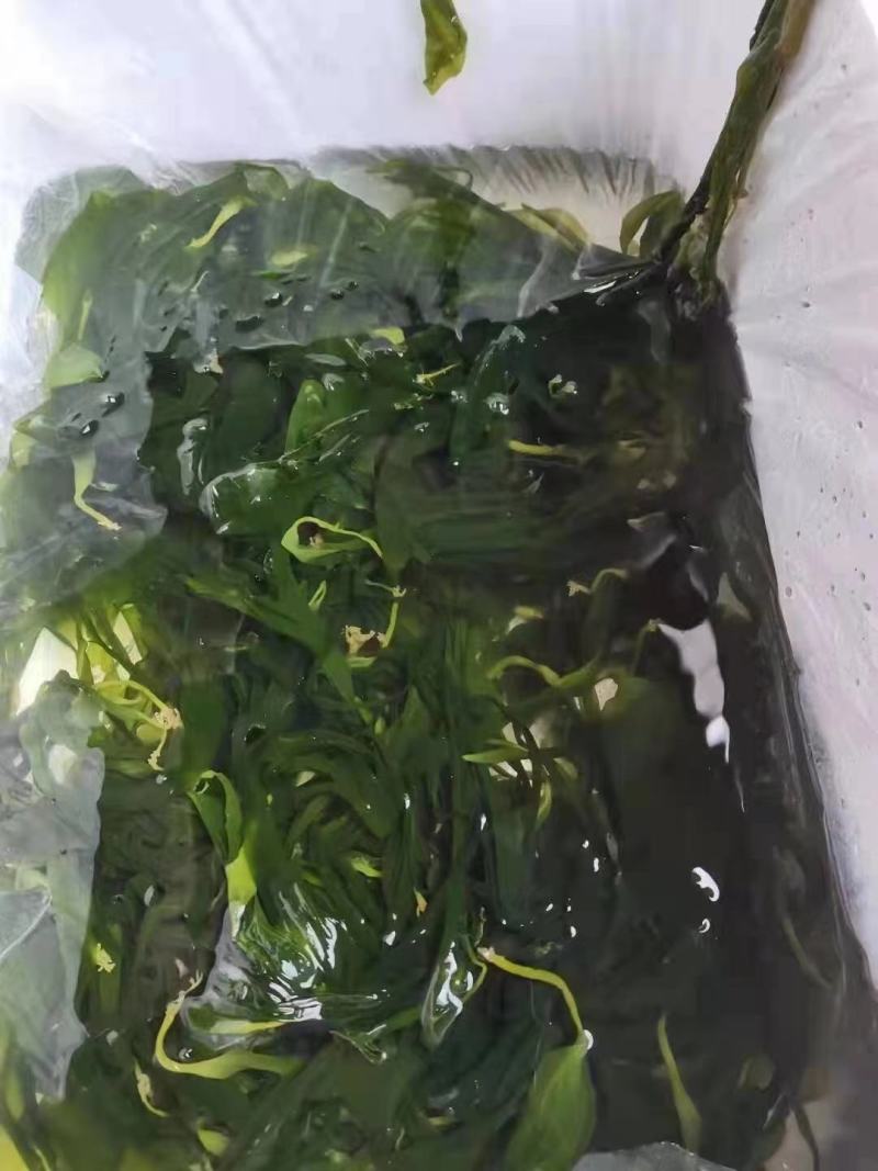 海带苗